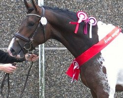 stallion Sam Bastian (Danish Warmblood, 2010, from Samaii)