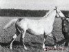 broodmare Welna (Polish Warmblood, 1972, from Dobron)