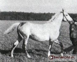 Zuchtstute Welna (Polnisches Warmblut, 1972, von Dobron)