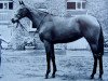 broodmare Rosy Starling xx (Thoroughbred, 1951, from Hyperion xx)