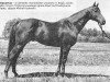 stallion Antiquarian xx (Thoroughbred, 1961, from Relic xx)