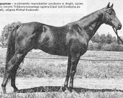 stallion Antiquarian xx (Thoroughbred, 1961, from Relic xx)