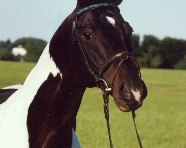 stallion Granatnik (Polish Warmblood, 1986, from Grot)