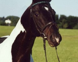 Deckhengst Granatnik (Polnisches Warmblut, 1986, von Grot)