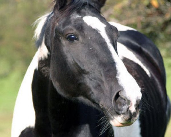 Zuchtstute Panda (Polnisches Warmblut, 1993, von Granatnik)