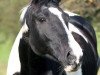 broodmare Panda (Polish Warmblood, 1993, from Granatnik)