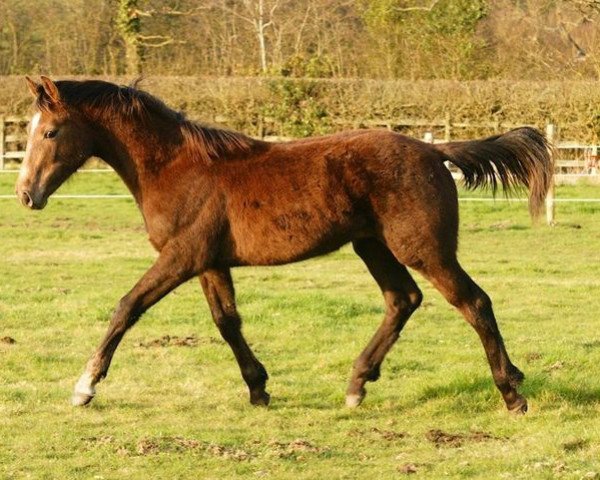 dressage horse Hazelwood Rubi Crunch (UK Warmblood, 2011, from Rubicolor)