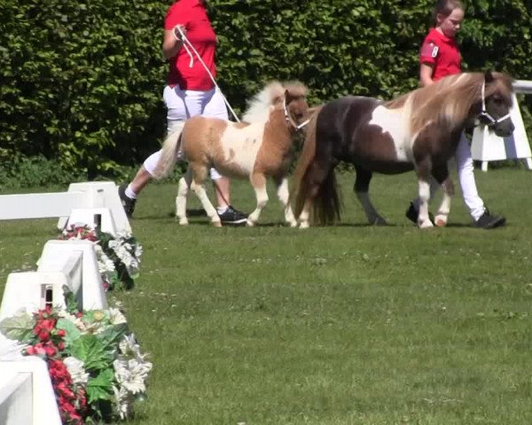 Handorfer-Kleinpferdetag 2018