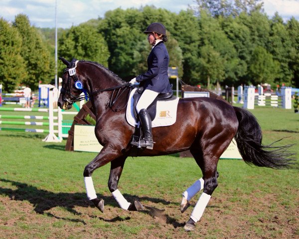 dressage horse Sun Flower 12 (Oldenburg, 2005, from Stedinger)