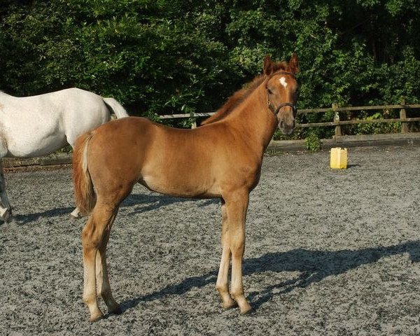 horse Hazelwood Juno (UK Warmblood, 2012, from Rubicolor)