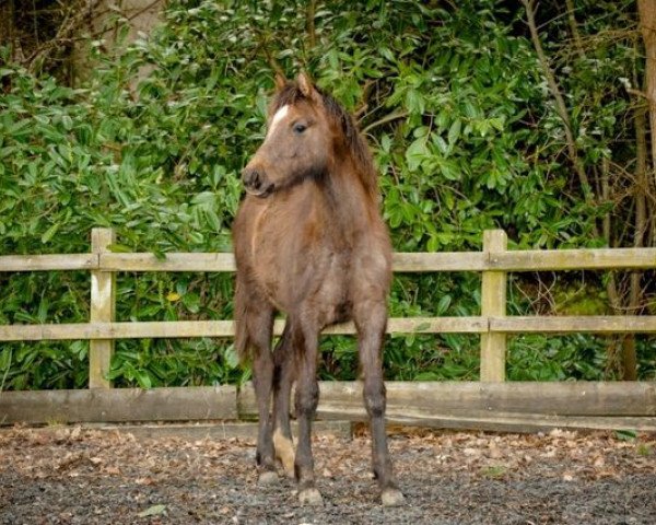 horse Hazelwood Firefly (UK Pony, 2013, from Bernwode Brokat)