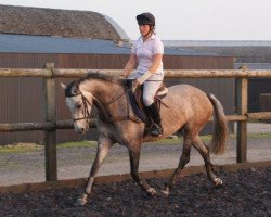 broodmare Wacidin (KWPN (Royal Dutch Sporthorse), 2003, from Corland)