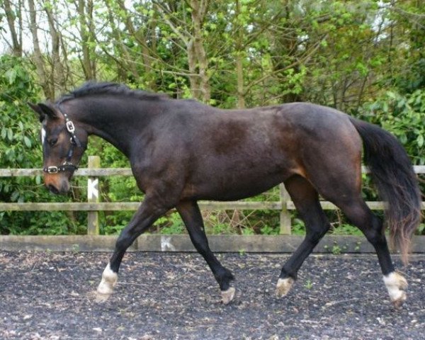 horse Georgie (Oldenburg, 2010, from Samaii)