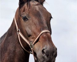 horse Lowell 2 (Holsteiner, 1992, from Landaris)