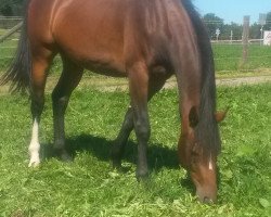 broodmare Lalique (Holsteiner, 2011, from Landos)