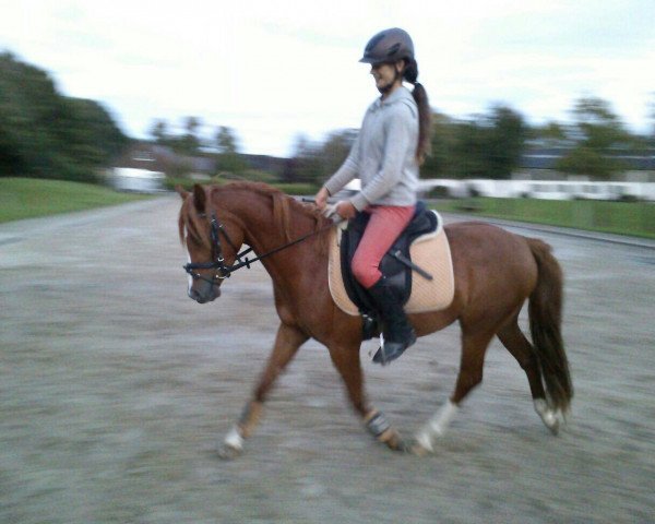 horse Charlie (German Riding Pony, 2011, from Charivari)