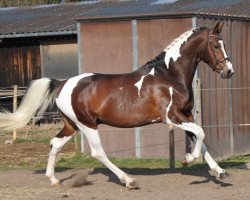 Pferd Speusippus RW (Württemberger, 2011, von Samaii)