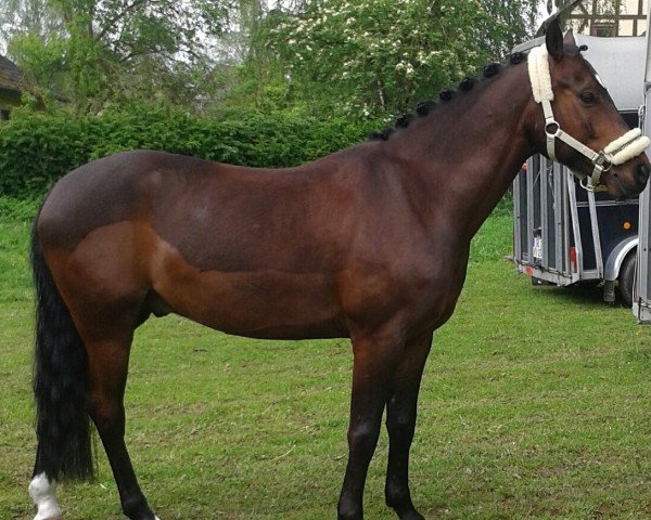 jumper Midnight voice (German Riding Pony, 2004, from Top Viorello)