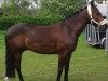 Springpferd Midnight voice (Deutsches Reitpony, 2004, von Top Viorello)