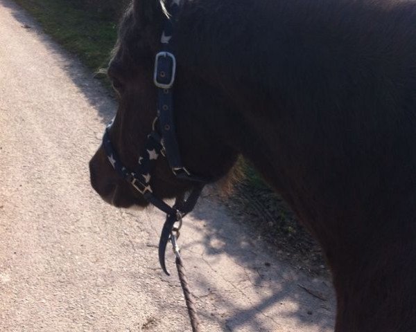 Pferd Spring Star's Maikeel (Welsh Pony (Sek.B), 2008, von Casperhof's Freddy)