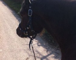 Pferd Spring Star's Maikeel (Welsh Pony (Sek.B), 2008, von Casperhof's Freddy)