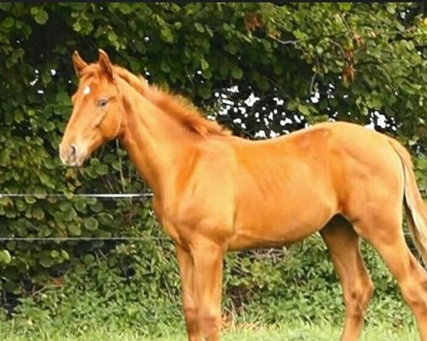 dressage horse Massimo von Maracaná / Sandro Song (Oldenburg, 2020, from Maracana)