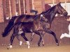 broodmare Berolina (Hanoverian, 1996, from Brentano II)