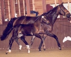 broodmare Berolina (Hanoverian, 1996, from Brentano II)