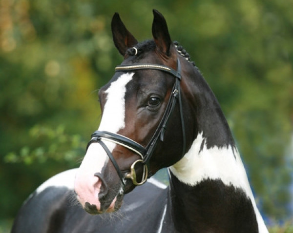 stallion Samaii (Oldenburg, 2004, from Sambertino)