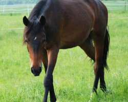 Pferd Sarah C (Deutsches Reitpferd, 2009, von Samaii)