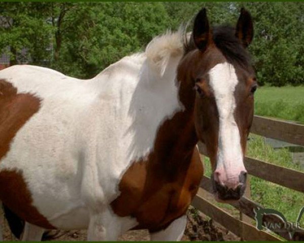 broodmare Lesbian Z (Zangersheide riding horse, 1994, from Lord Z)