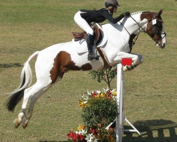 jumper Radetzky March (KWPN (Royal Dutch Sporthorse), 1998, from Voltaire)