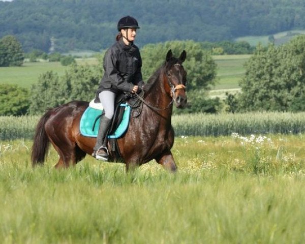 horse Samira (German Warmblood, 2000, from Talk me a Moment xx)