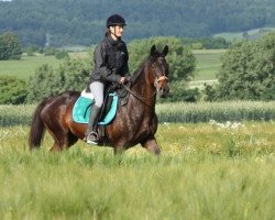 horse Samira (German Warmblood, 2000, from Talk me a Moment xx)