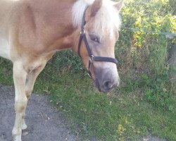 Springpferd Armani (Haflinger, 2014)