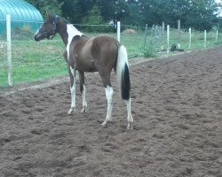 Springpferd Rub Campari Coke (Deutsches Reitpony, 2012, von Rub Campino)