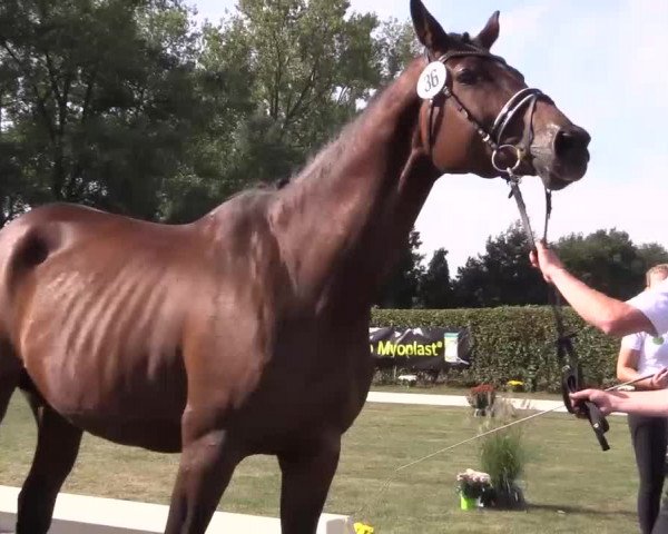 6. Trakehner Landesschau im Zuchtbezirk Westfalen