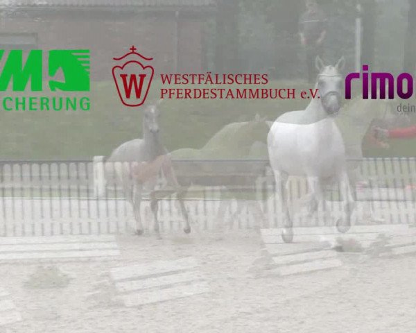 Stuten- und Fohlenschau Hamm-Rhynern 2018
