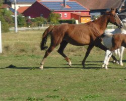 Zuchtstute Rub Livelike (Deutsches Reitpferd, 2004, von Nebrasco)