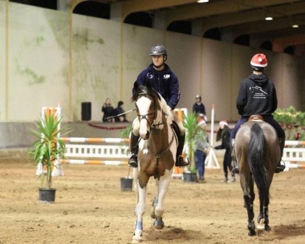 horse Sebastião B (Portuguese Sporthorse, 1999, from Naturell H)