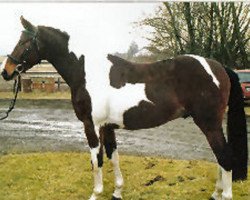 stallion Naturell H (Zweibrücken, 1992, from Nekoma)