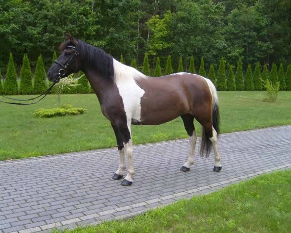 broodmare Oriona (Polish Warmblood, 2002)