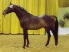 stallion Alibi (Holsteiner, 1962, from Aldato)