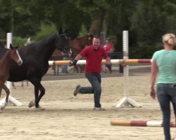 Stuten- und Fohlenschau Hamm-Rhynern 2018