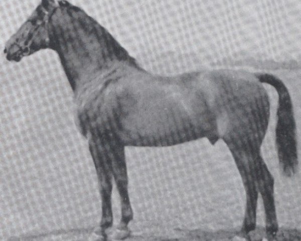 stallion Lortzing (Holsteiner, 1930, from Lorbeer 2615)
