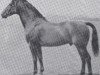 stallion Lortzing (Holsteiner, 1930, from Lorbeer 2615)