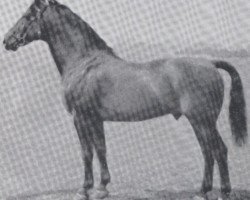 stallion Lortzing (Holsteiner, 1930, from Lorbeer 2615)