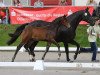 dressage horse Forrest Gump (Hanoverian, 2014, from Tannenhof's Fahrenheit)