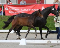 dressage horse Forrest Gump (Hanoverian, 2014, from Tannenhof's Fahrenheit)