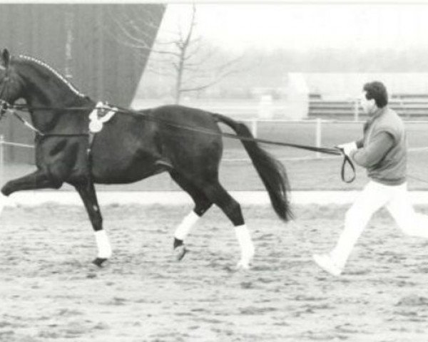stallion Racing Ace xx (Thoroughbred, 1979, from Northern Ace xx)